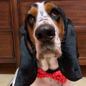 Meet your Posher, basicbasset